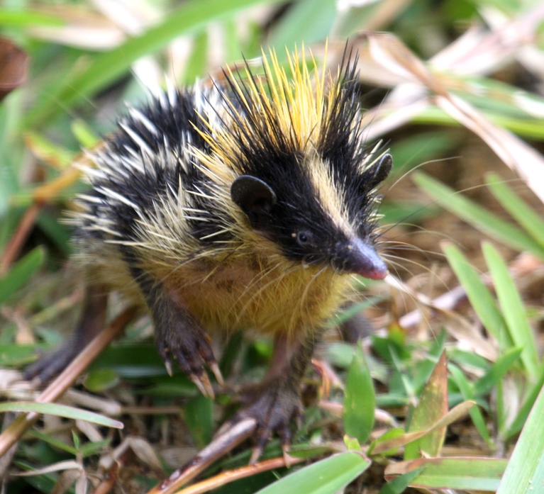 tenrec